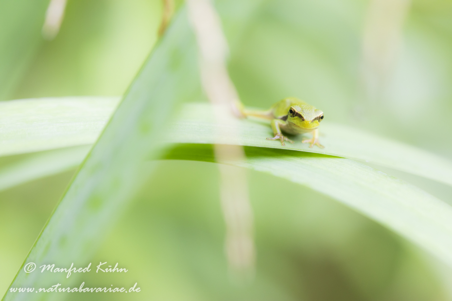 Laubfrosch (Europäischer)_0015