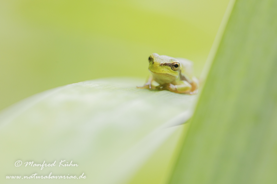 Laubfrosch (Europäischer)_0019