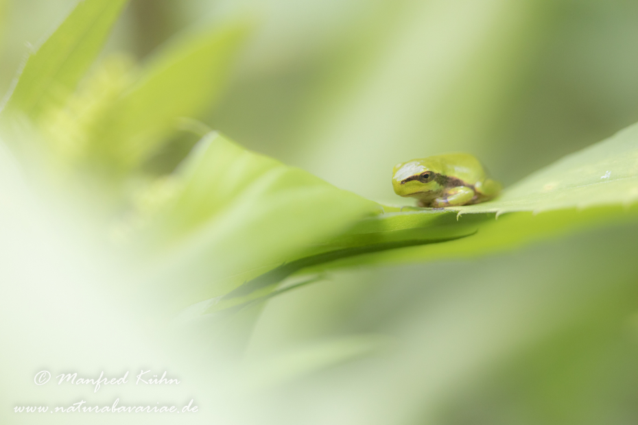 Laubfrosch (Europäischer)_0029