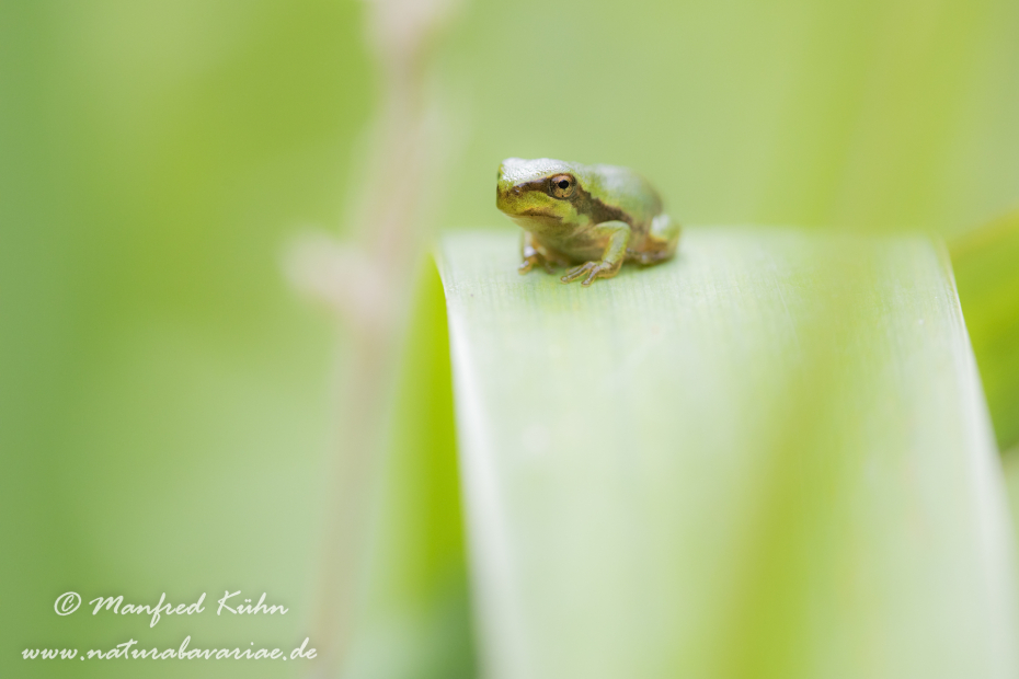 Laubfrosch (Europäischer)_0031