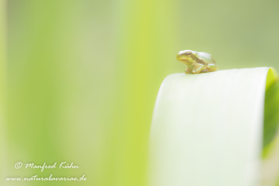 Laubfrosch (Europäischer)_0032