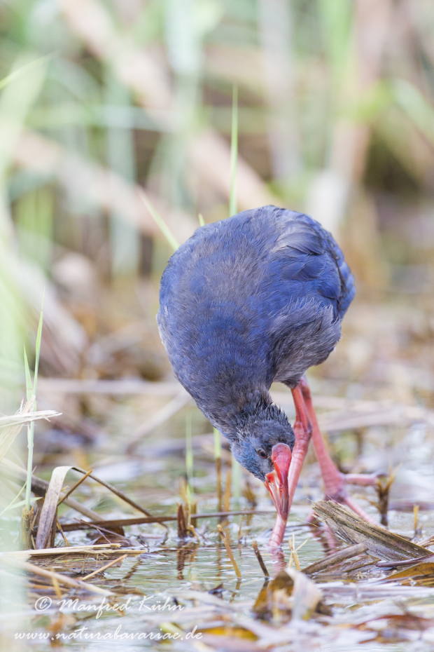 Purpurhuhn ()_0015