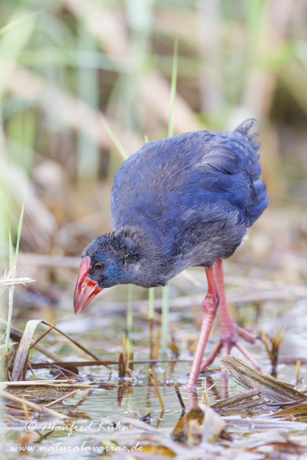 Purpurhuhn ()_0016