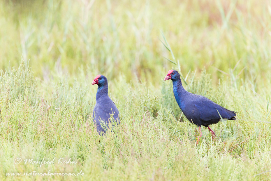 Purpurhuhn ()_0031