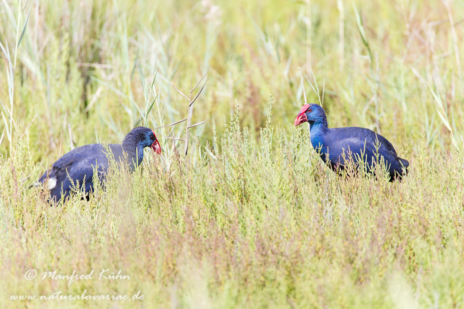 Purpurhuhn ()_0034