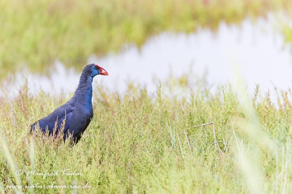 Purpurhuhn ()_0036