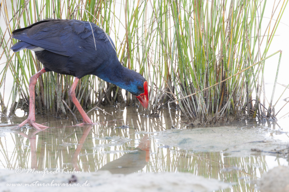 Purpurhuhn_0112