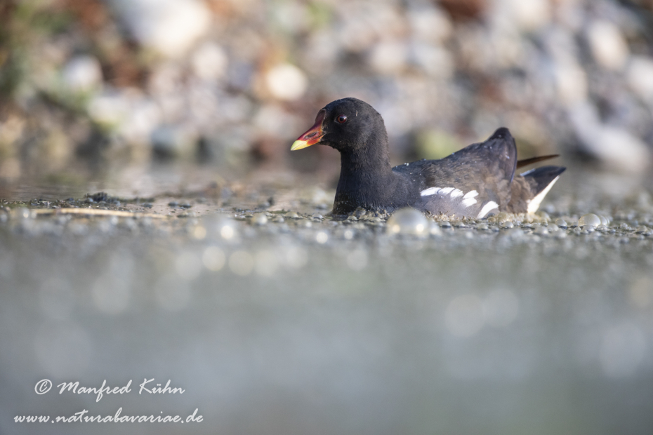 Teichhuhn ()_0083