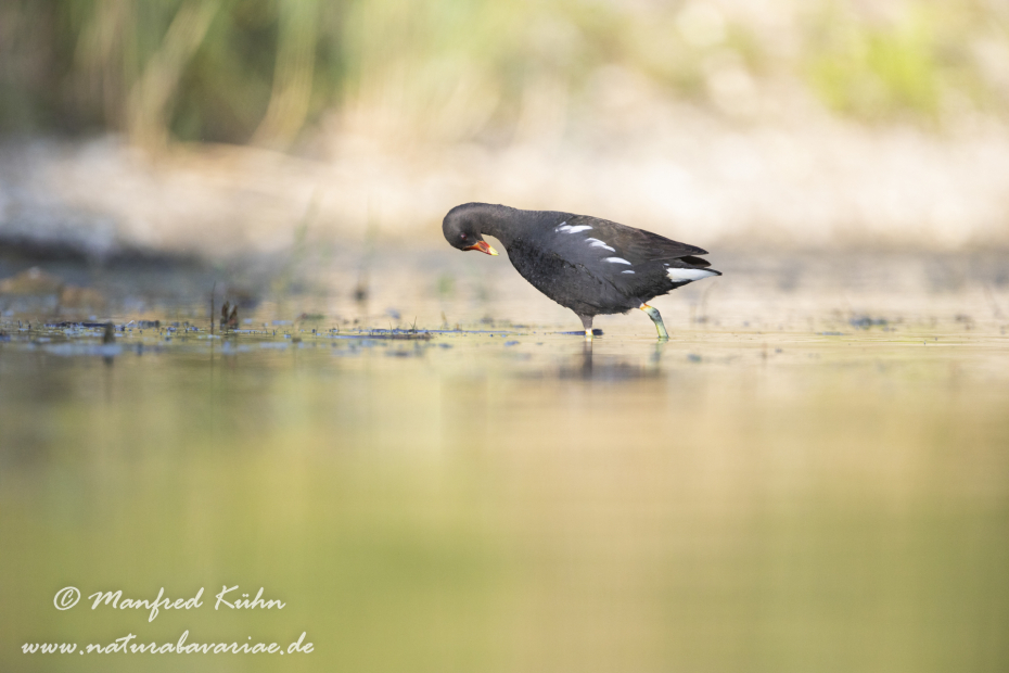 Teichhuhn ()_0085