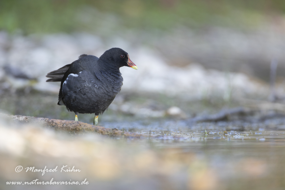Teichhuhn ()_0098