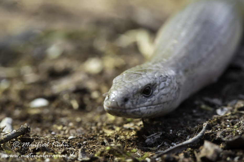 Blindschleiche ()_0004