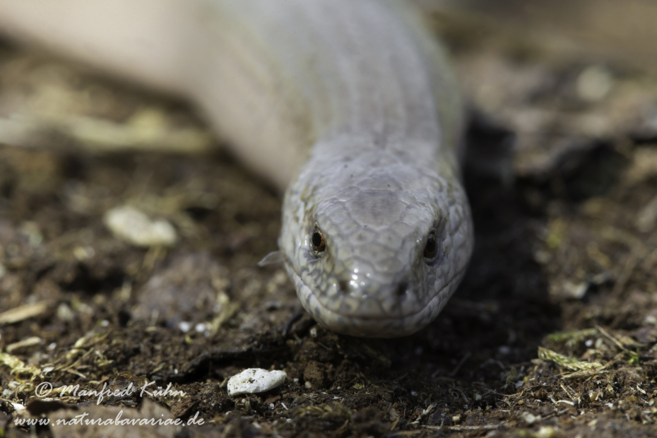 Blindschleiche ()_0008