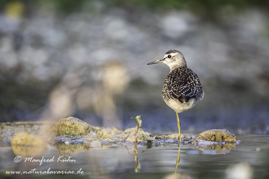 Bruchwasserläufer ()_0102