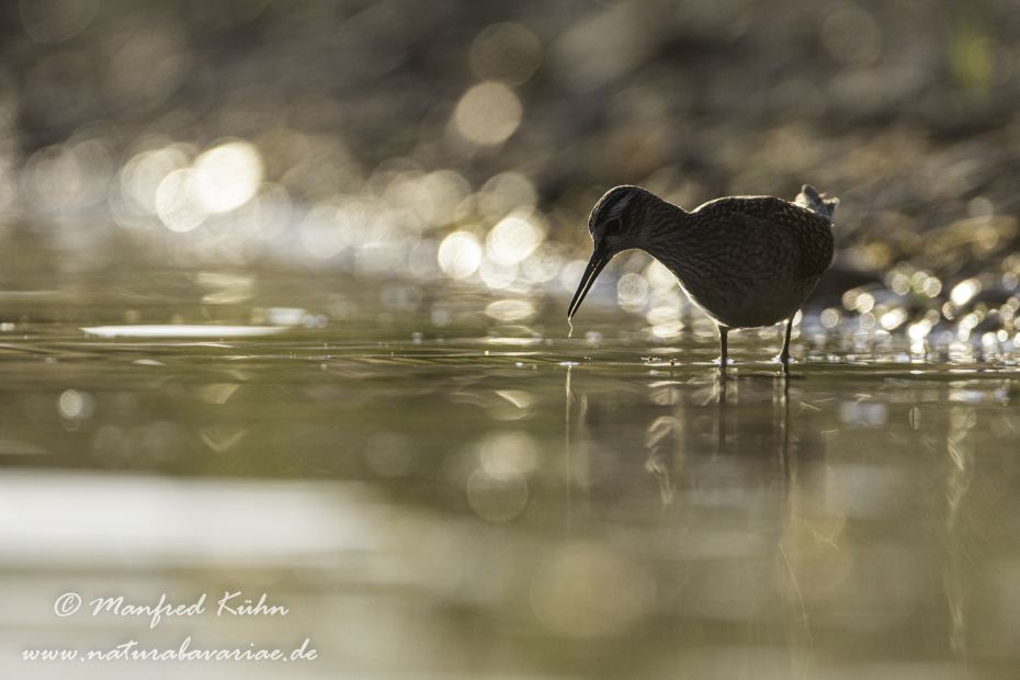 Bruchwasserläufer ()_0104