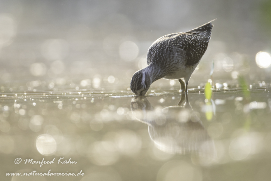 Bruchwasserläufer ()_0110