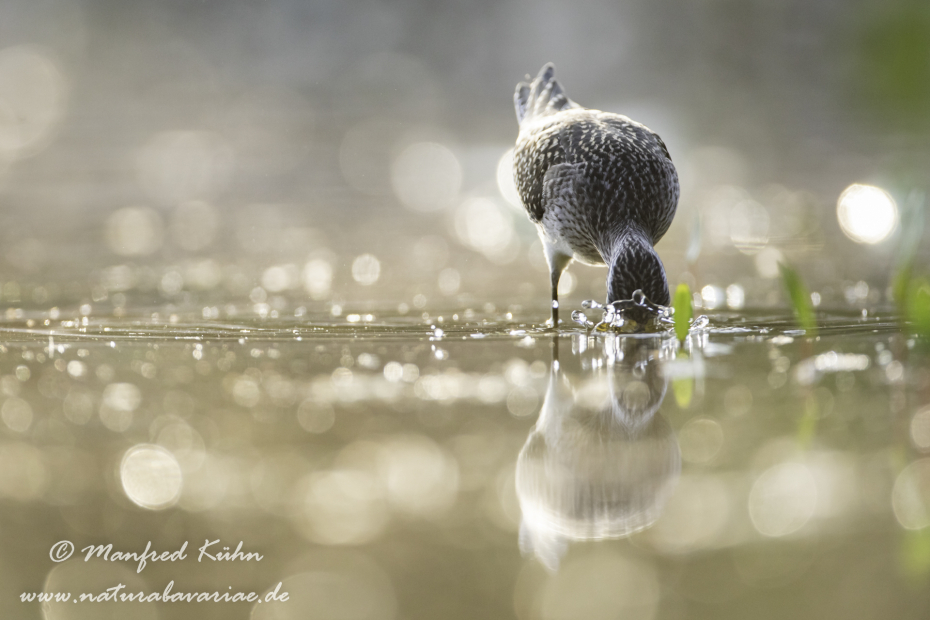 Bruchwasserläufer ()_0112