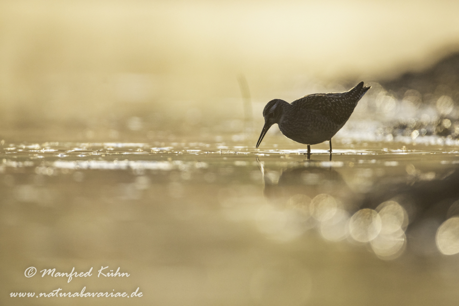 Bruchwasserläufer ()_0123