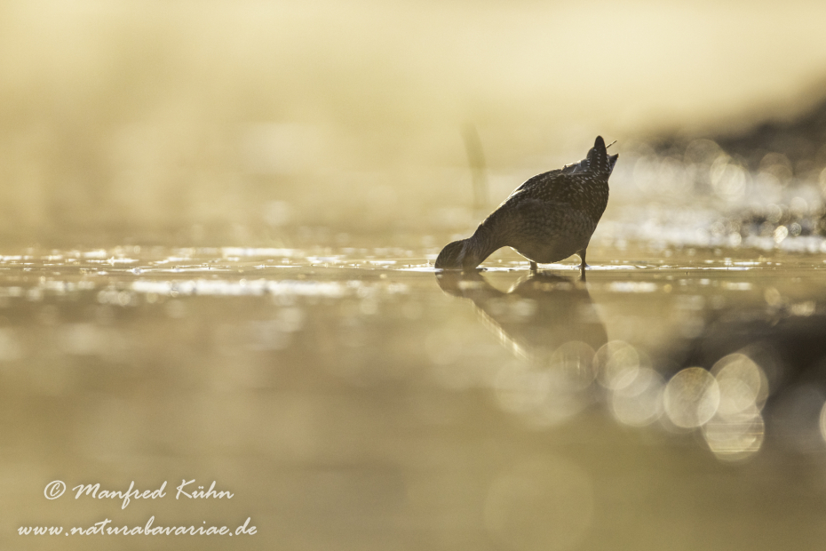 Bruchwasserläufer ()_0127