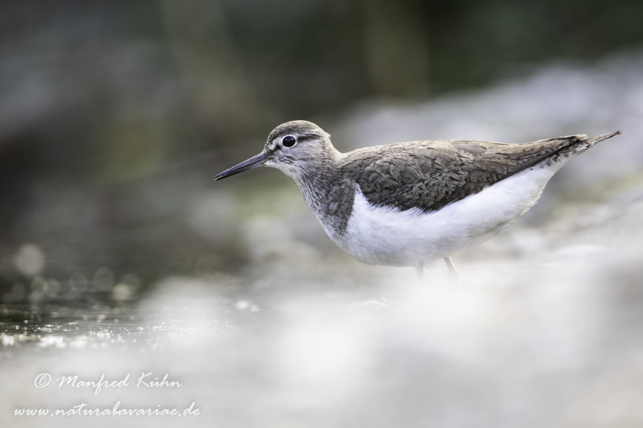 Flussuferläufer ()_0098