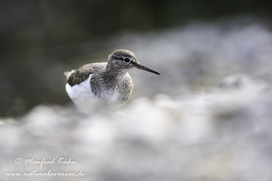 Flussuferläufer ()_0102