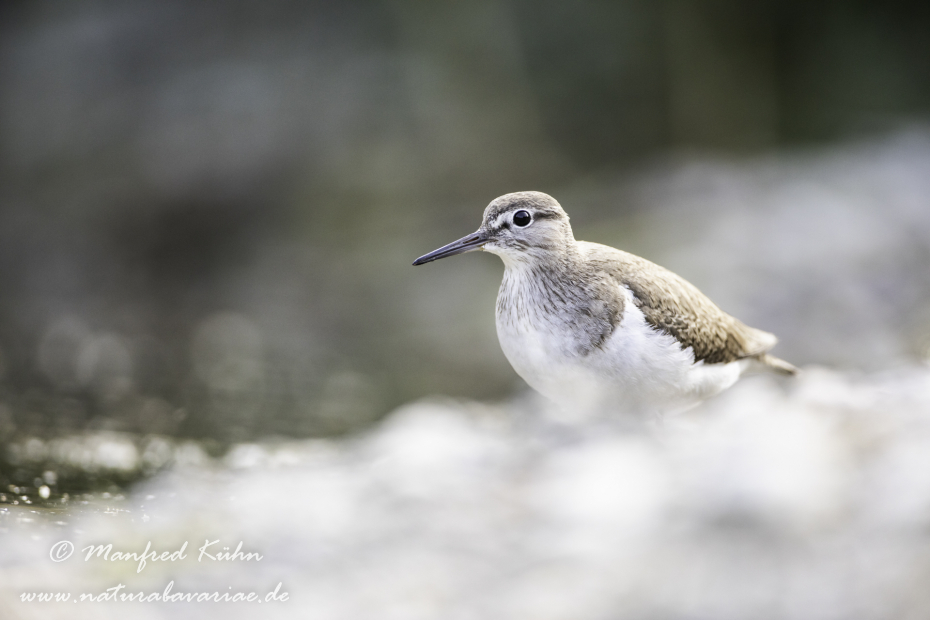 Flussuferläufer ()_0104
