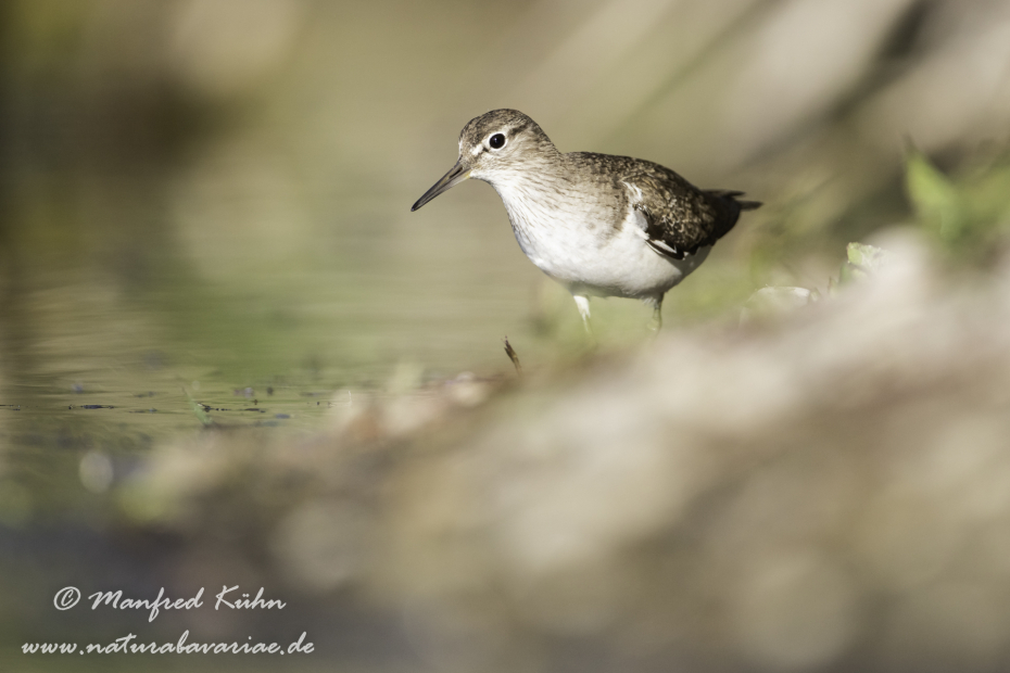 Flussuferläufer ()_0106
