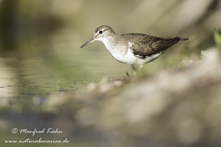 Flussuferläufer ()_0107
