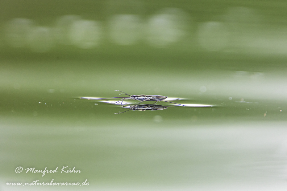 Wasserläufer (Gemeiner)_0001