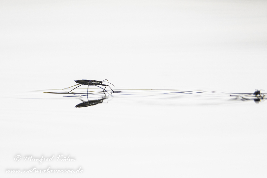 Wasserläufer (Gemeiner)_0006
