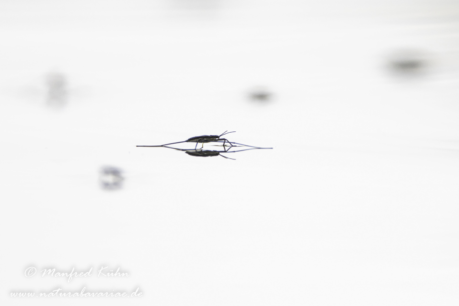 Wasserläufer (Gemeiner)_0008