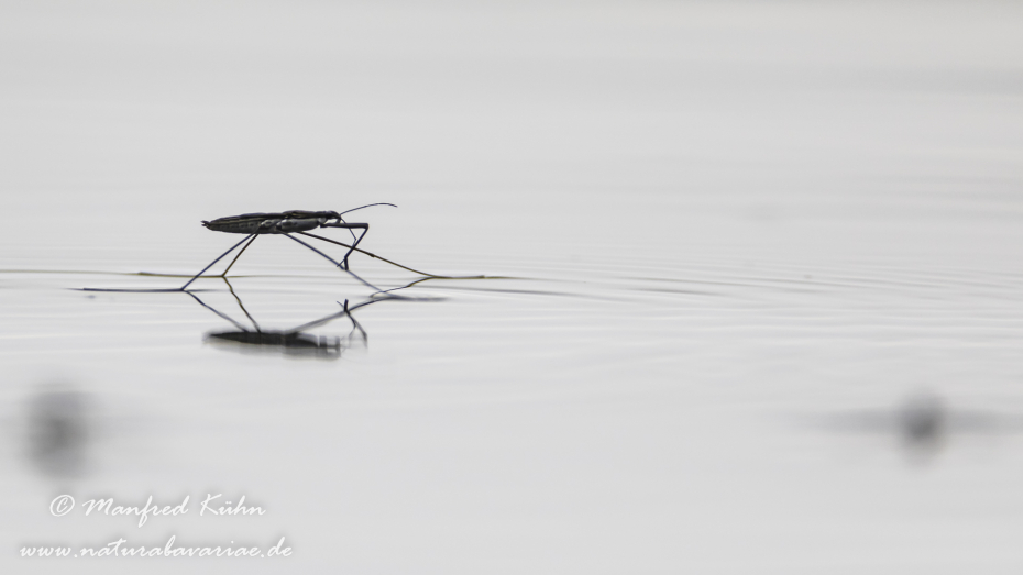 Wasserläufer (Gemeiner)_0010