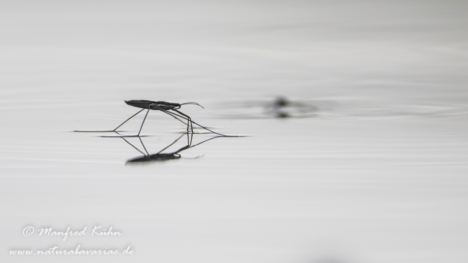 Wasserläufer (Gemeiner)_0012