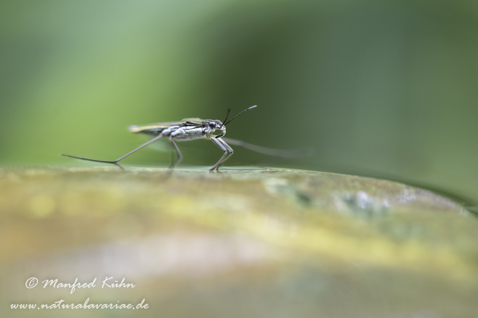 Wasserläufer (Gemeiner)_0014