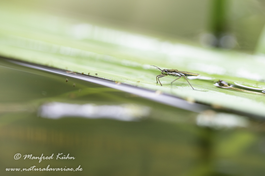 Wasserläufer (Gemeiner)_0016