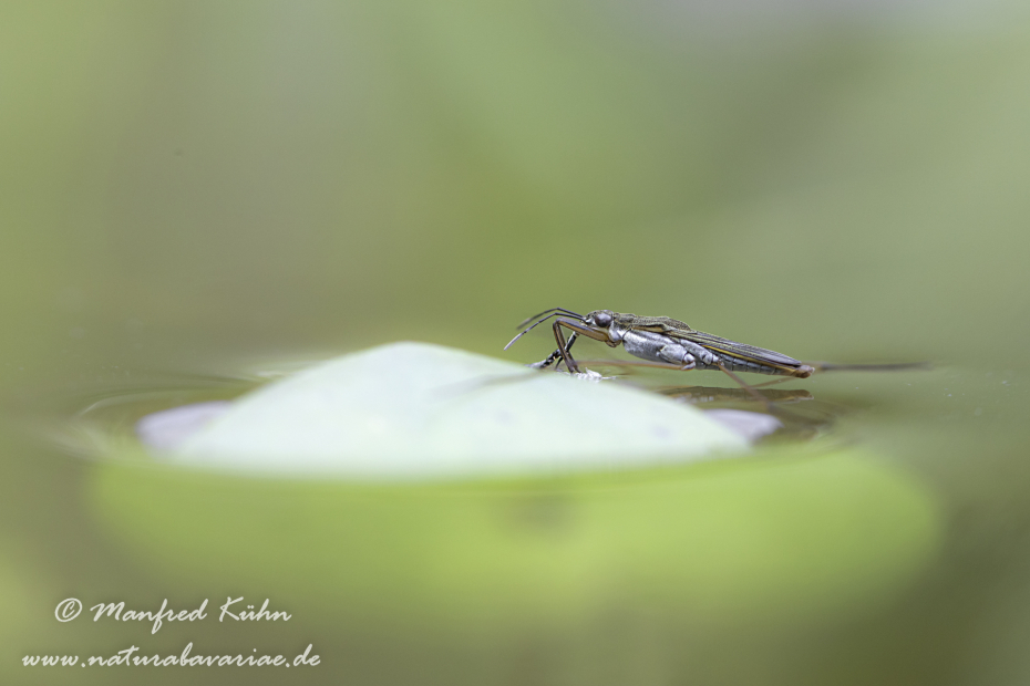 Wasserläufer (Gemeiner)_0017