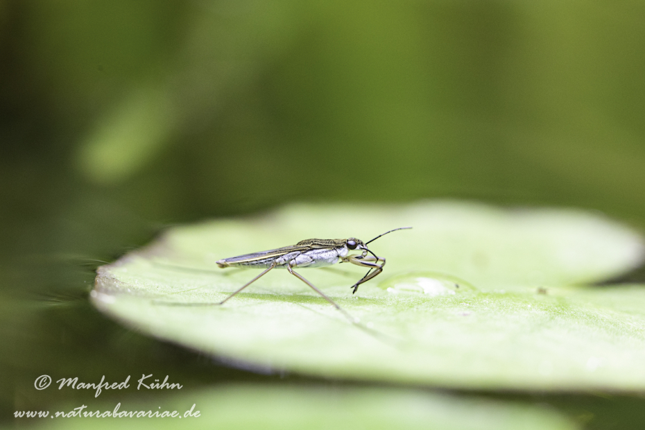 Wasserläufer (Gemeiner)_0025