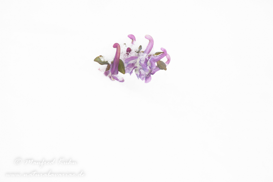 Lerchensporn (Hohler)_0084