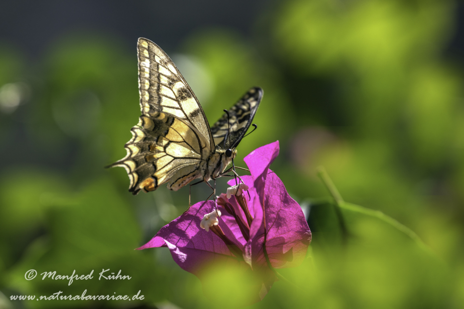 Schwalbenschwanz ()_0005