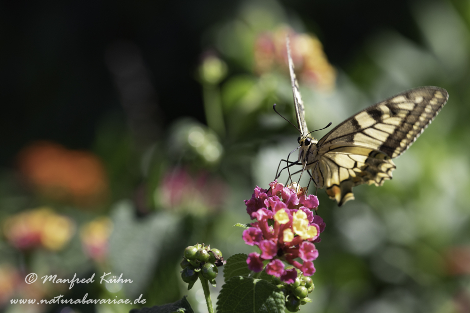 Schwalbenschwanz ()_0014