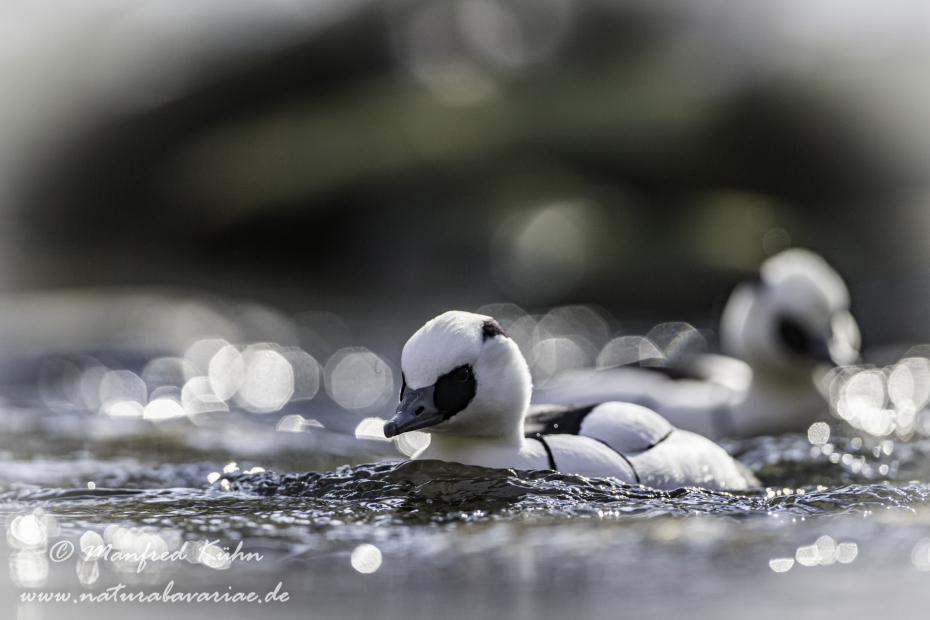 Zwergsäger ()_0037
