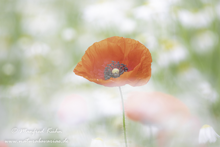 Mohn (Klatschmohn)_0259