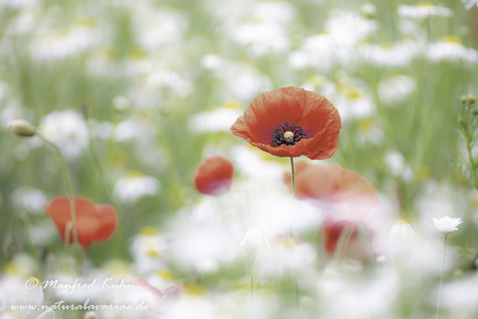 Mohn (Klatschmohn)_0260