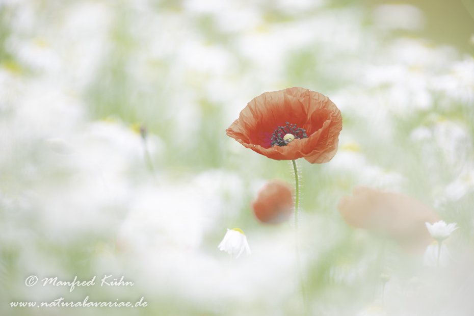 Mohn (Klatschmohn)_0261