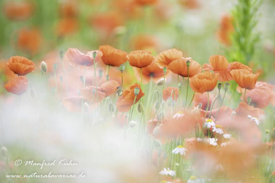 Mohn (Klatschmohn)_0264