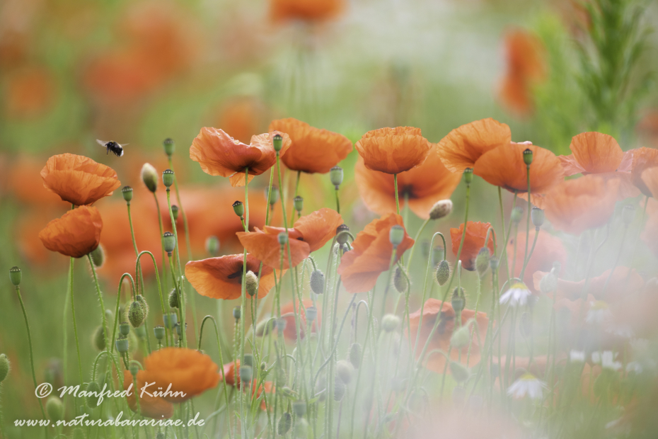 Mohn (Klatschmohn)_0265