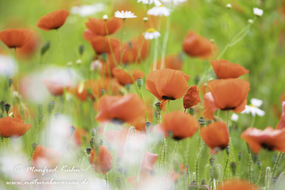 Mohn (Klatschmohn)_0271