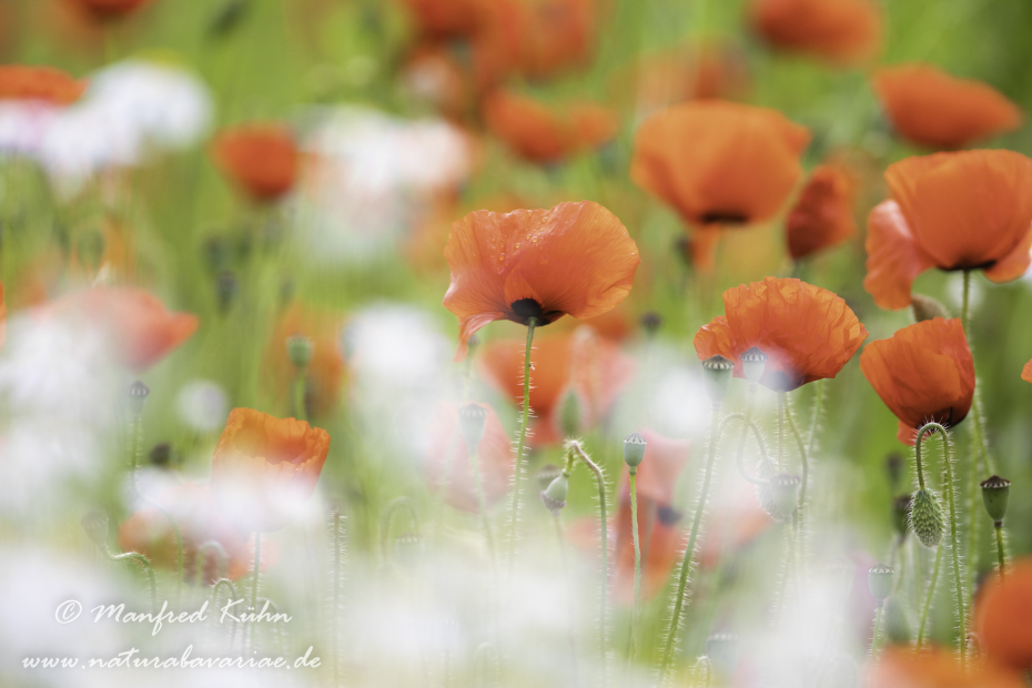 Mohn (Klatschmohn)_0274