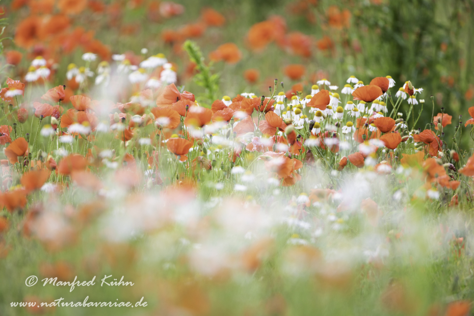 Mohn (Klatschmohn)_0276