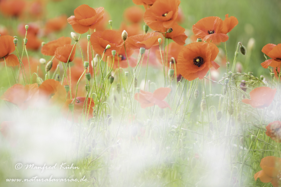 Mohn (Klatschmohn)_0277