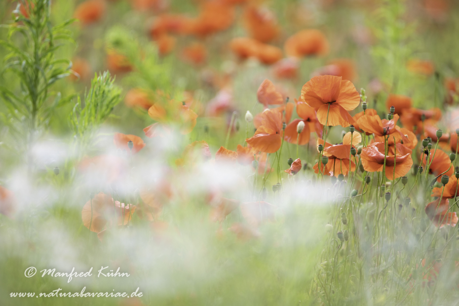 Mohn (Klatschmohn)_0279